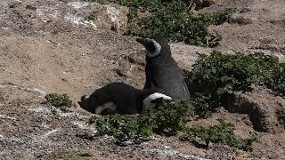 Pingüino Patagónico  Spheniscus magellanicus [upl. by Greenstein]