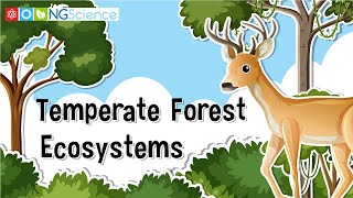 Temperate Forest Ecosystems [upl. by Nacnud]