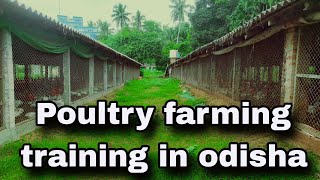 Poultry farming training in odisha  integrated poultry farming  Brolier chicken farming [upl. by Asaert266]