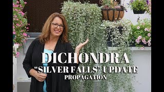 Propagate Dichondra Silver Falls Update [upl. by Maise]