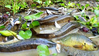 amazing fishing a fisherman skill catch fish a lots at rice field by best hand top 5 videos [upl. by Brunn]