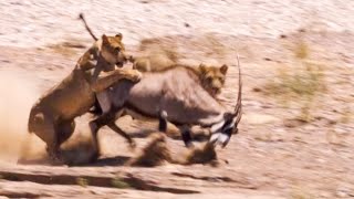 Two Lions Take on Oryx  Natural World Desert Lions  BBC Earth [upl. by Rie]