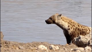 Hyena mating in the waterhole  Etosha Pan [upl. by Alayne]