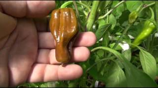 ⟹ Pepperoncini 2  Pepper Capsicum annuum UPDATE 7272016 pepper [upl. by Demeyer]