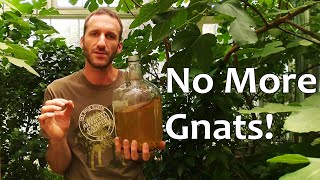 The BEST Fungus Gnat Killer Actually Works 5 Yrs GnatFree and Counting [upl. by Harte]