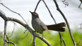 【12時間BGM】小鳥のさえずり 勉強、睡眠、作業用12 Hours Birdsong Sleep Relaxation Meditation [upl. by Pallua]