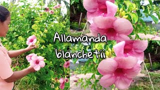 Allamanda blanchetii Plant or rubber vine  Purple allamanda 💜 [upl. by Perice]