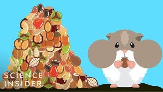 How Hamsters Can Stuff So Much Food In Their Cheeks [upl. by Aissatsan]