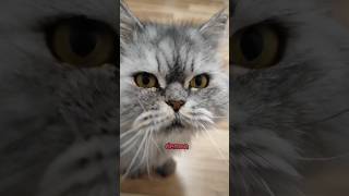 Fluffy on catnip audio credit klrdubs TikTok [upl. by Akemrehs]