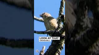 Red Crossbill 🚨 birdphotography birds wildlifephotoghraphy wildlife birdphotography birding [upl. by Attenweiler]