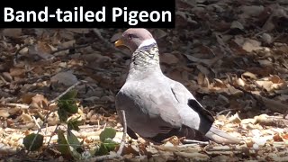 Bandtailed Pigeon short documentary Coto de Caza California Patagioenas fasciata [upl. by Ivy]