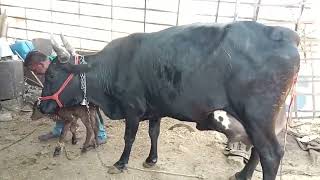 100 gir cross cow 28 liter milk cowsale [upl. by Tiduj535]