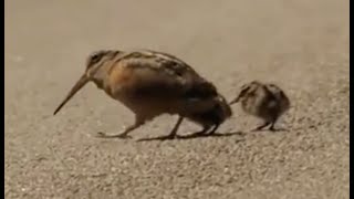 American Woodcock Dances to Uptown Funk [upl. by Brozak]