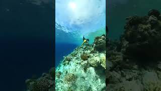 Snorkeling Maldives in October [upl. by Comptom896]