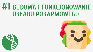 Budowa i funkcjonowanie układu pokarmowego 1  Odżywianie [upl. by Rolanda994]