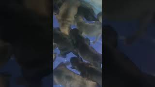 Cane Corso mix pitbull puppies 12 all together [upl. by Crosley]