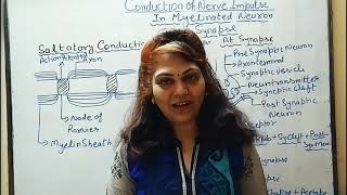 Saltatory Conduction  Flow of Nerve impulse in Myelinated neurons  Human Anatomy  Physiology [upl. by Allard]