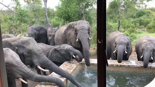 Unbelievable African Elephants in My Pool [upl. by Dremann]