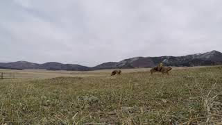 GoPro  Prairie Dog Territorial Dispute [upl. by Cini125]