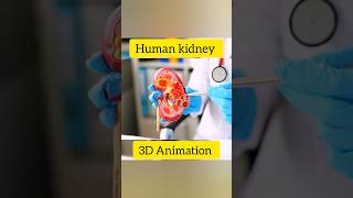 Human kidney 3d Animation healtheducation kidney human humanity humankidney kidneyresearch [upl. by Aihsatsan]