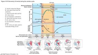 The Cardiac Cycle Demystified [upl. by Aicirt473]