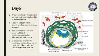 Medical Embryology  Second week of development  Bilaminar germ disc  علم الاجنة  الاسبوع الثاني [upl. by Lamaj]