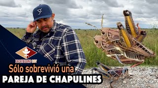 INTENTO FALLIDO crianza de chapulines ¿QUÉ SIGUE [upl. by Eliga214]