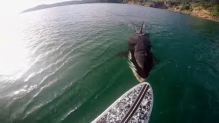 TOP TEN Killer Whale Orca Encounters Caught On Tape [upl. by Hada]