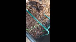 ELIMINADO NEMATOIDES DO BONSAI [upl. by Hailat723]