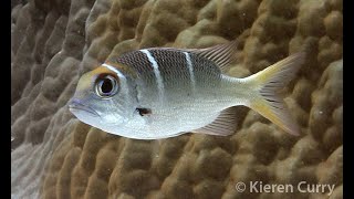 Bigeye Seabream  Monotaxis grandoculis [upl. by Owen]