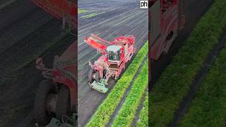 Grimme Varitron self propelled harvester working in a field lifting carrots [upl. by Adnuahs]