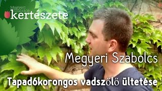 Parthenocissus tricuspidata ültetése  Tapadó korongos vadszőlő  Megyeri Szabolcs Kertészet [upl. by Torrey]