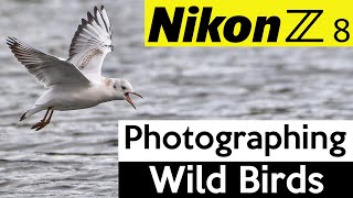 Photographing wild birds with the Nikon Z8 [upl. by Yelkao]