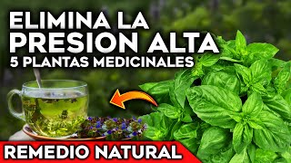 5 Plantas para BAJAR la PRESIÓN ALTA y la HIPERTENSIÓN de forma NATURAL  Cultivar en Casa y Jardin [upl. by Ylloj954]