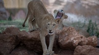 Morocco In Motion  Le Jardin Zoologique de Rabat Maroc [upl. by Auqinal259]