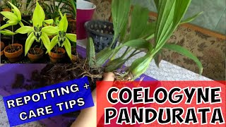 Coelogyne Pandurata  Repotting and CARE TIPS [upl. by Surdna]