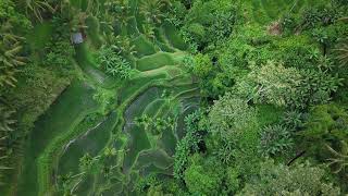 Tegalalang Rice Terraces I Drone DJI AIR 3s [upl. by Engleman]