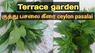 குத்து பசலை கீரை  ceylon pasalai  Talinum fruticosum Ruba Garden [upl. by Zeena407]