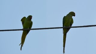 Morning Mating Rituals of Parrots Must watch [upl. by Goulette226]