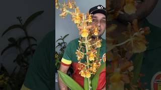 Como cuidar da orquídea Oncidium Catatante flores plantas orquideas [upl. by Eiknarf]