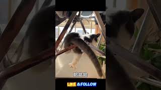 When Your Cat Turns Into a Comedian funnyanimal funny funnypet cute pet cat pets [upl. by Altman]