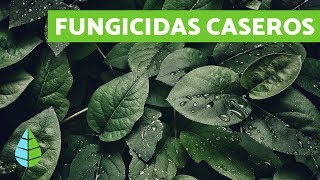 FUNGICIDAS CASEROS  TIPOS DE FUNGICIDAS [upl. by Sladen937]