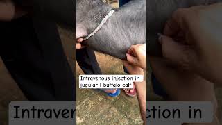 Intravenous injection in jugular vein l dr Umar khan [upl. by Carpet207]