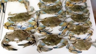 BLUE CRABBING IN MATAGORDA TEXAS  CATCH AND COOK [upl. by Reyna92]