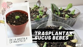 TRASPLANTAR SUCULENTAS BEBES 🌱  De la hojita con brote a la maceta 💚 [upl. by Gabby]