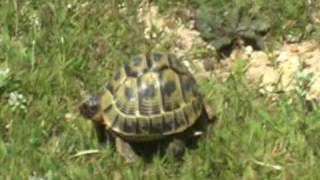 Tunisian tortoise on Cap Bon peninsula [upl. by Aropizt]