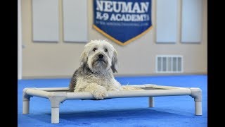 Blue Wheaten Terrier Boot Camp Dog Training Video Demonstration [upl. by Kenwrick]