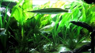 Striped Pike Characin  Boulengerella lateristriga [upl. by Siskind787]