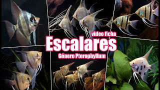 Escalares 🐟 género Pterophyllum 🎥 Video ficha 👍 guía completa del pez Ángel del Amazonas [upl. by Aremihc]