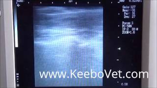 Pregnancy In Sheep With Twins Diagnosed Using Ultrasound Machine KX5100V [upl. by Acired727]